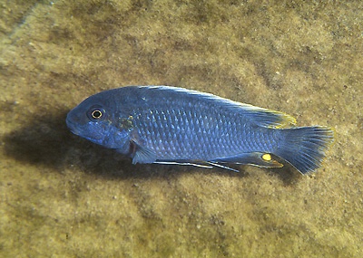 Pseudotropheus sp. 'lucerna blue mozambique' Metangula